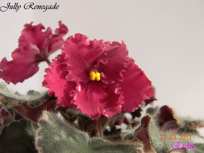 Jully Renegade 22-03-2011 - Violete de colectie 2010-2011