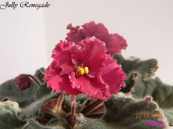 Jully Renegade 22-03-2011 - Violete de colectie 2010-2011