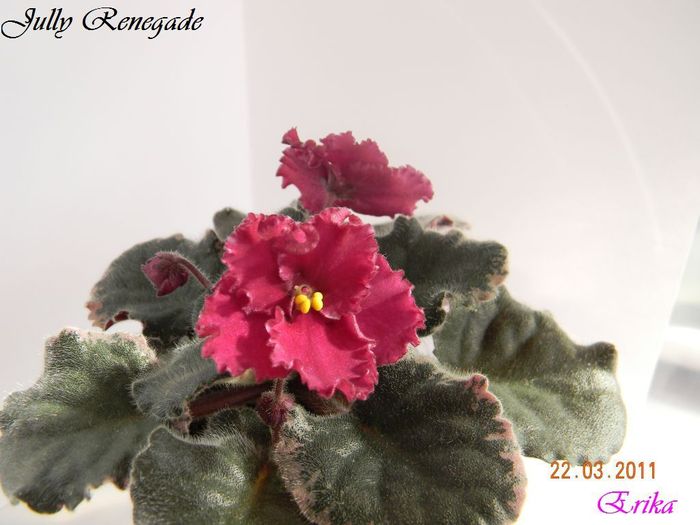 Jully Renegade 22-03-2011 - Violete de colectie 2010-2011