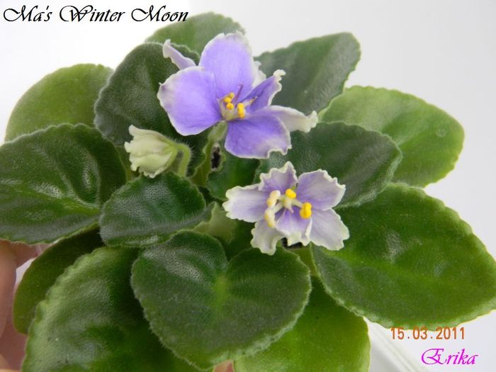 Ma_s Winter Moon 15-03-2011 - Violete de colectie 2010-2011