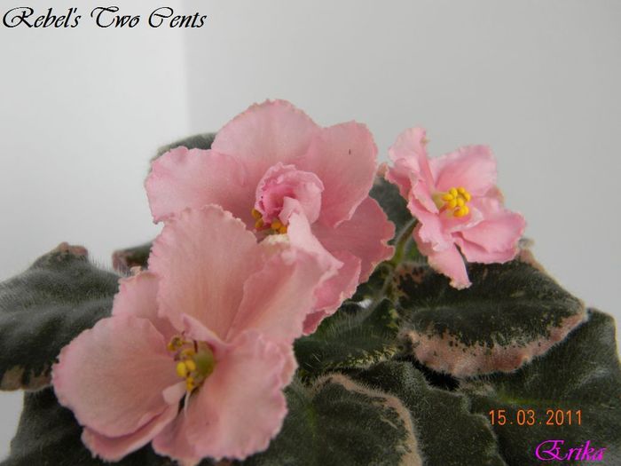 Rebel_s Two Cents 15-03-2011