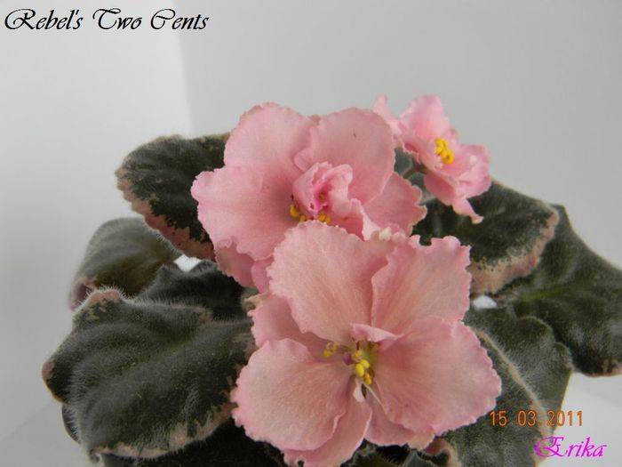 Rebel_s Two Cents 15-03-2011