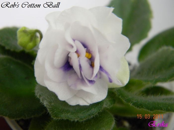 Rob_s Cotton Ball 15-03-2011