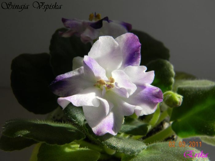 Sinaja Vspiska 02-03-2011
