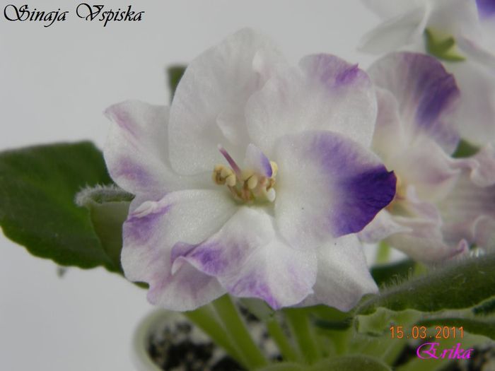 Sinaja Vspiska 15-03-2011