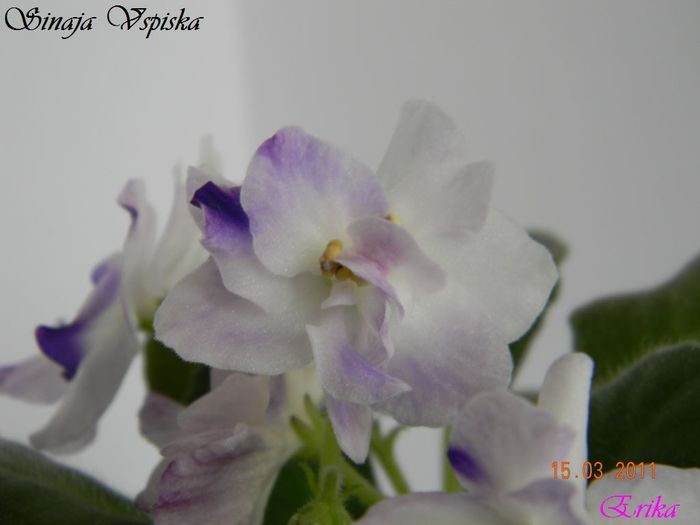 Sinaja Vspiska 15-03-2011