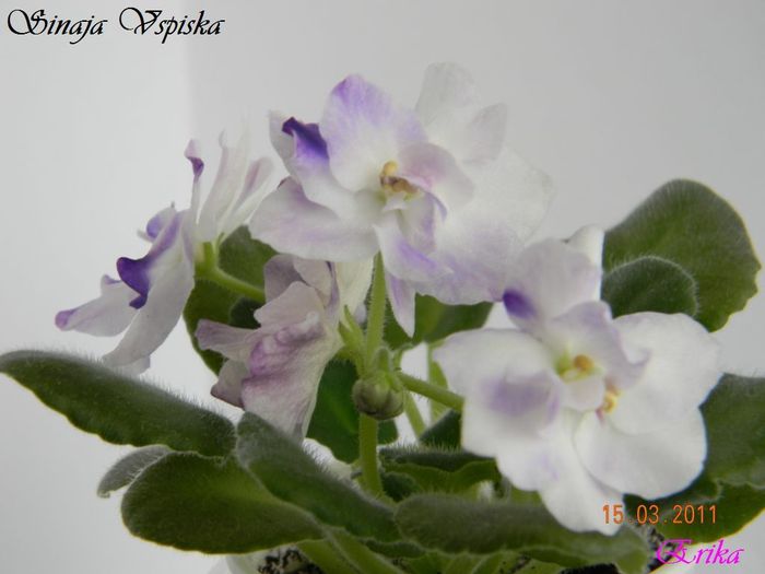 Sinaja Vspiska 15-03-2011