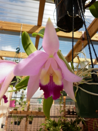 23.03.11 - Cattleya mini