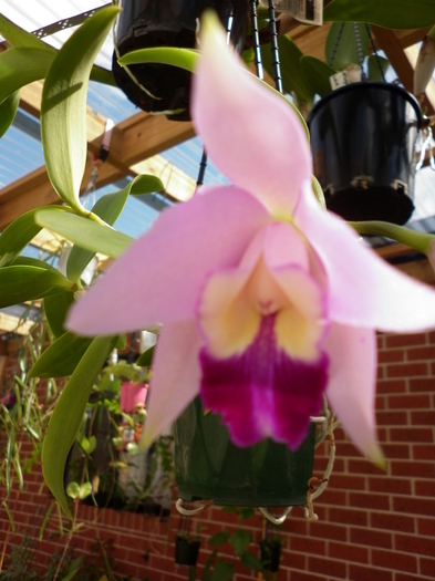 23.03.11 - Cattleya mini