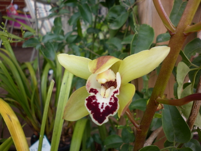 23.03.11 - Cymbidium