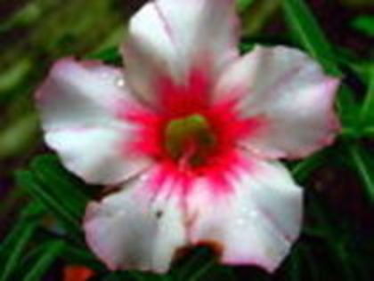 morning glory - adenium