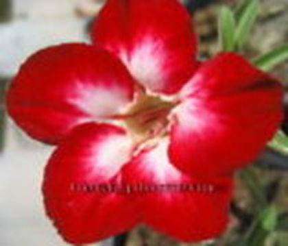 red diamond - adenium