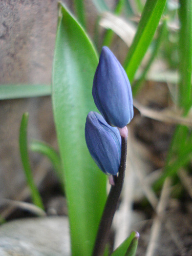 Scilla siberica (2011, March 22) - SCILLA Siberica_Siberian Squill