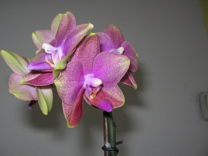 phale 38b - Orhidee Colectie