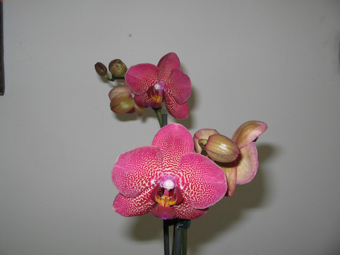 phale4 - Orhidee Colectie
