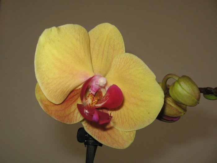 phale5 - Orhidee Colectie