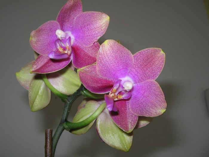 phale38 - Orhidee Colectie
