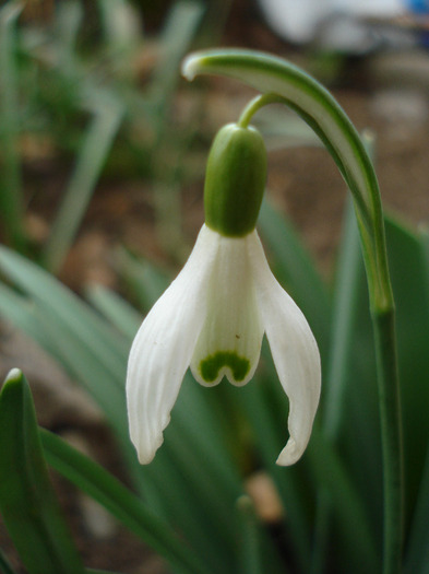 Snowdrop (2011, March 22)