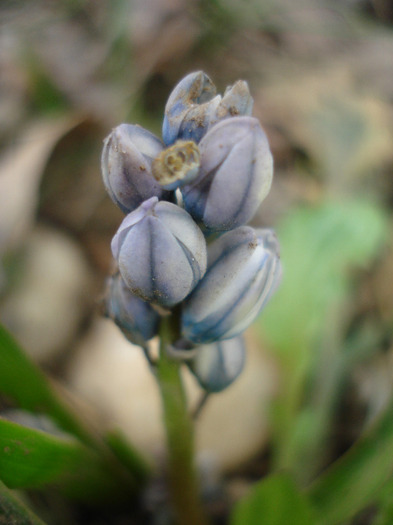 Puschkinia scilloides (2011, March 22) - PUSCHKINIA Scilloides