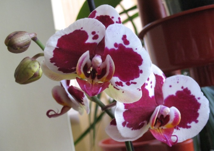 Phalaenopsis alb cu visiniu - Orhidee