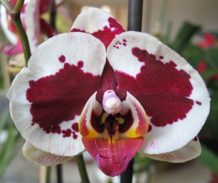 Phalaenopsis alb cu visiniu-1