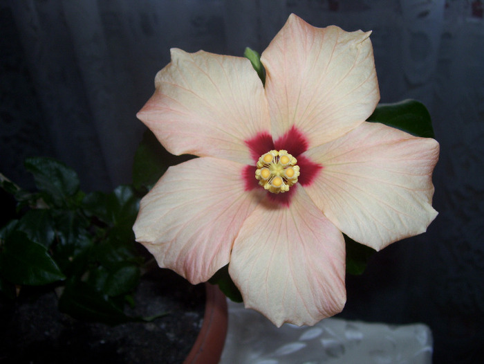 Picture 594 - hibiscus
