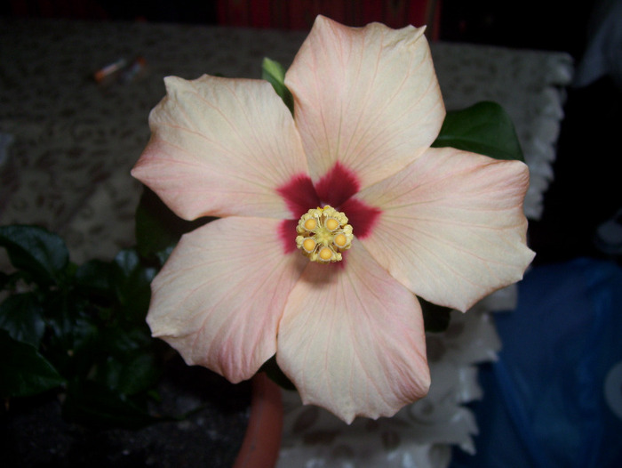 Picture 589 - hibiscus
