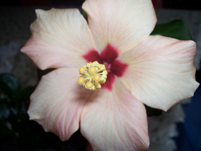 Picture 590 - hibiscus