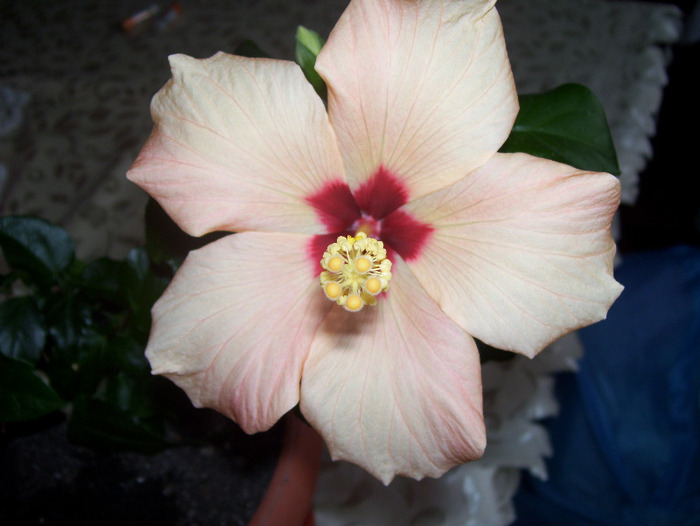 Picture 591 - hibiscus