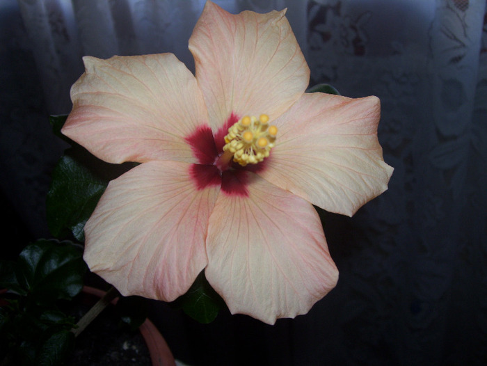Picture 592 - hibiscus