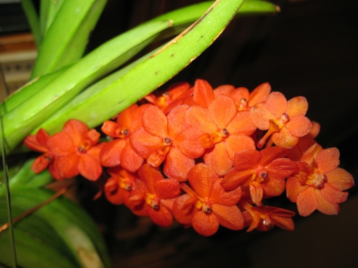 Asca inflorita total - Orhidee