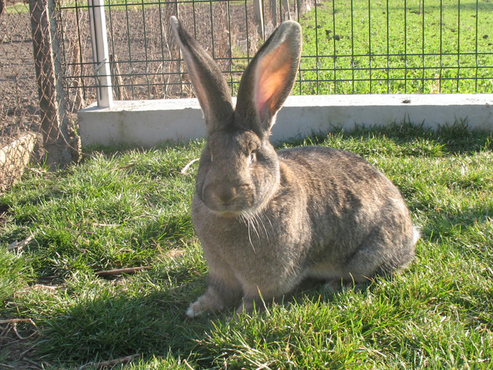 IMG_6634; Femela 6 luni-8kg.Ea este cea mai plinuta din cele 4 surori.
