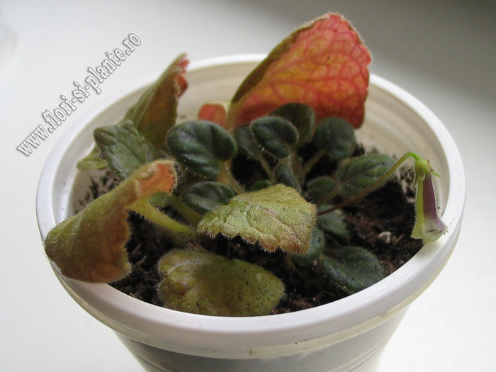 Micro-Mini Sinningias Razzmatazz 1 - GLOXINIA _ SINNINGIA