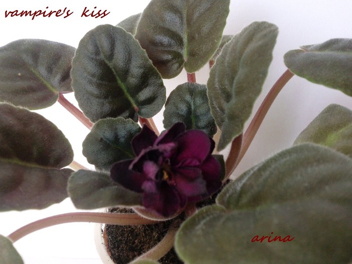 Photo5252 - VAMPIRES KISS