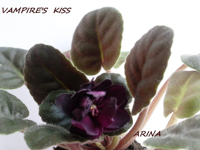 Photo5219 - VAMPIRES KISS