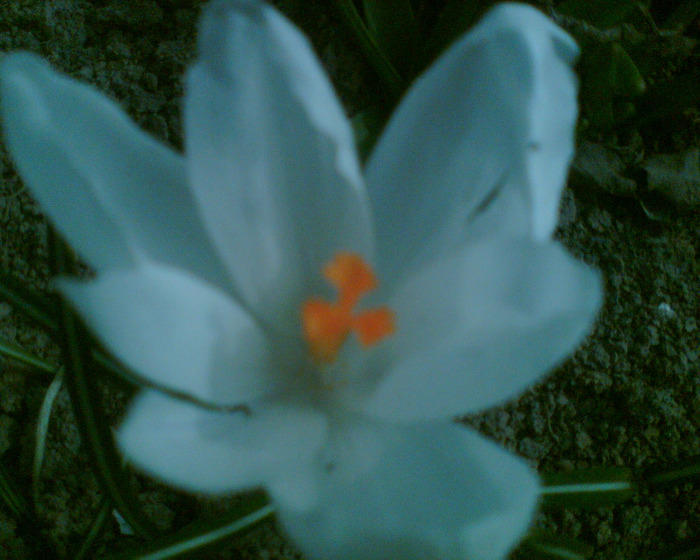 Picture 010 - Crocus-brandusa