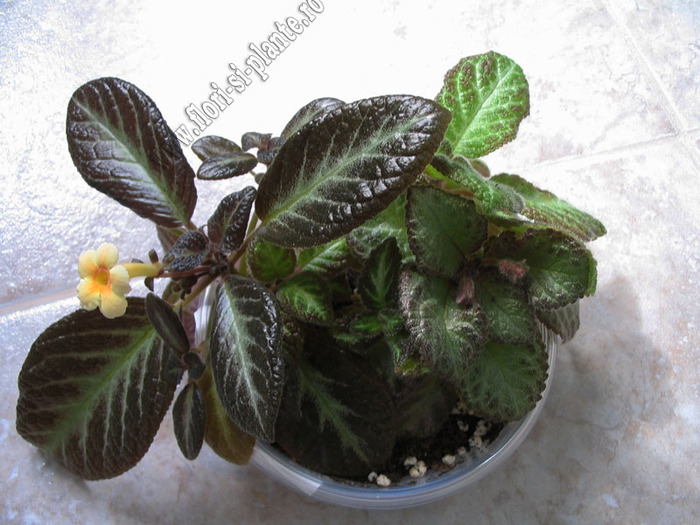Episcia Suomi 14