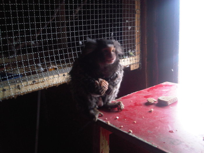 marmoset4 - maimuta marmoset