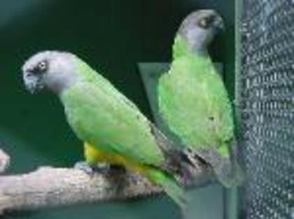 africa_senegal_parrot-150x112 - papagali noi in crescatoria mea