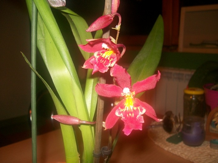 orhidee - Miltonidium-Miltoniopsis