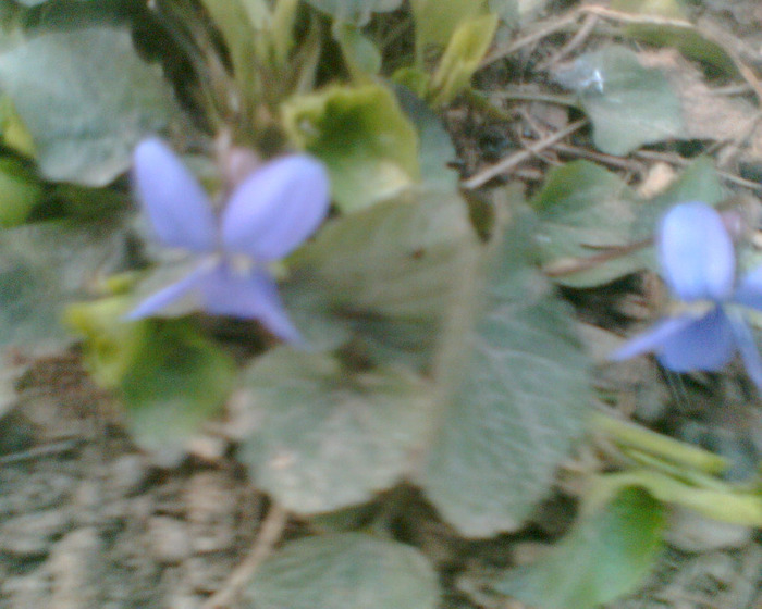 Picture 044 - Diverse flori