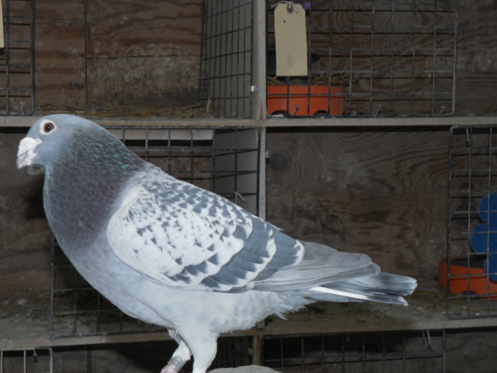 JUMATATE FRATE CU AIA DE JOS_0052 - porumbei mei