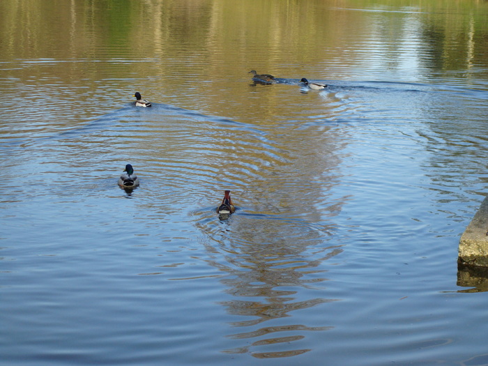 DSC06985 - PARCUL VIRGINIA WATER