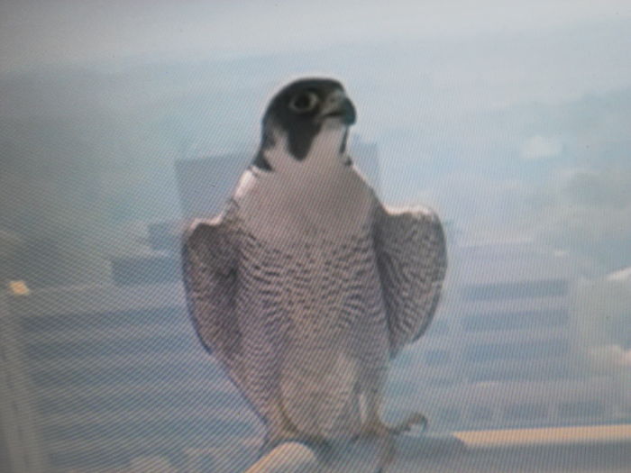 166 asta e falcon - iarna an chicago