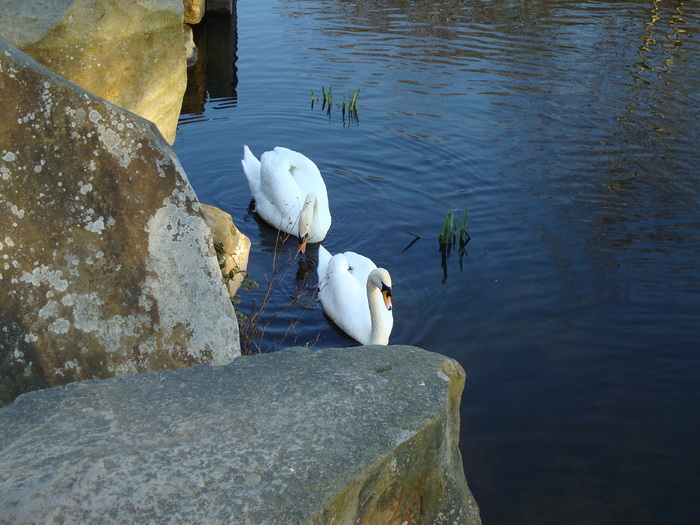 DSC07062 - PARCUL VIRGINIA WATER