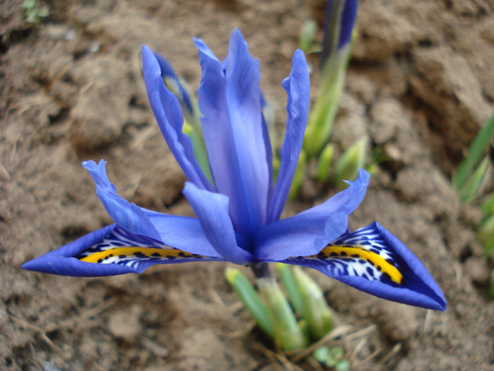 Iris reticulata Blue (2011, March 23) - Iris reticulata Blue