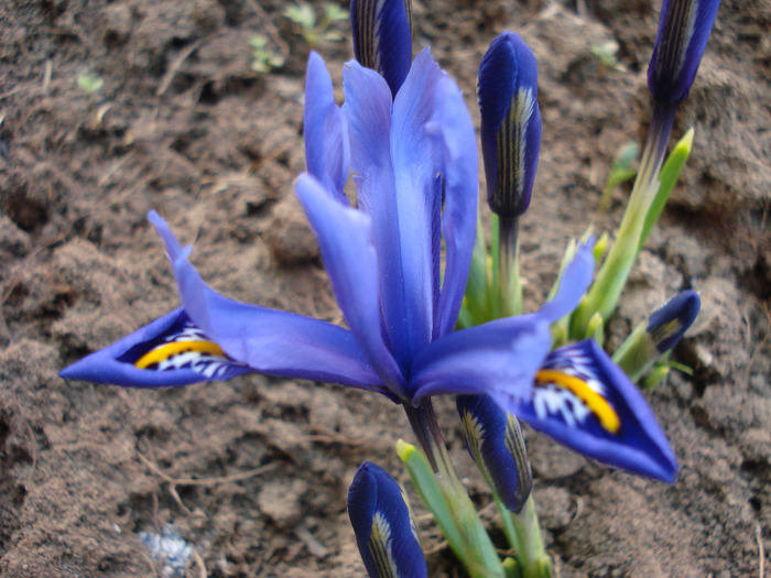 Iris reticulata Blue (2011, March 24) - Iris reticulata Blue