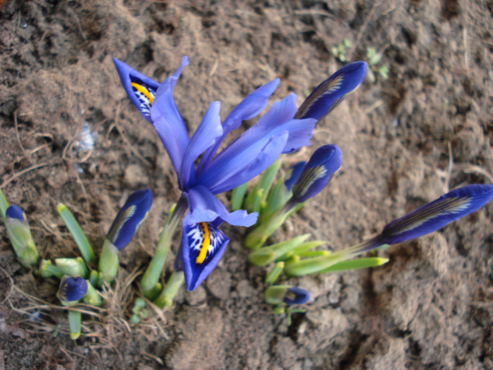 Iris reticulata Blue (2011, March 24) - Iris reticulata Blue