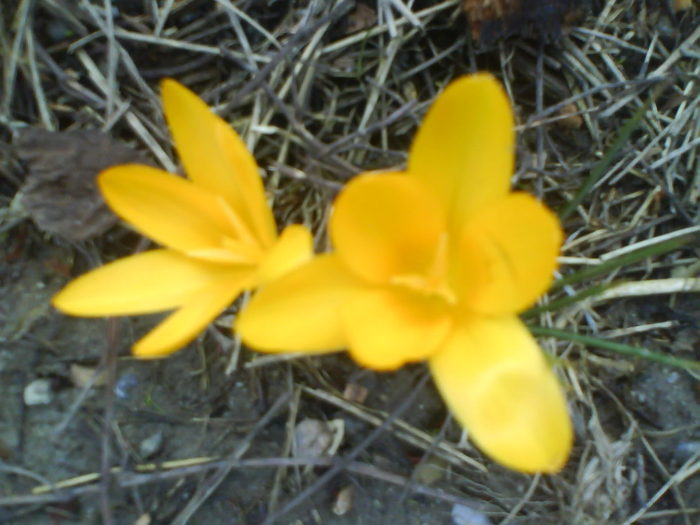 DSC04310 - crocus -de vanzare