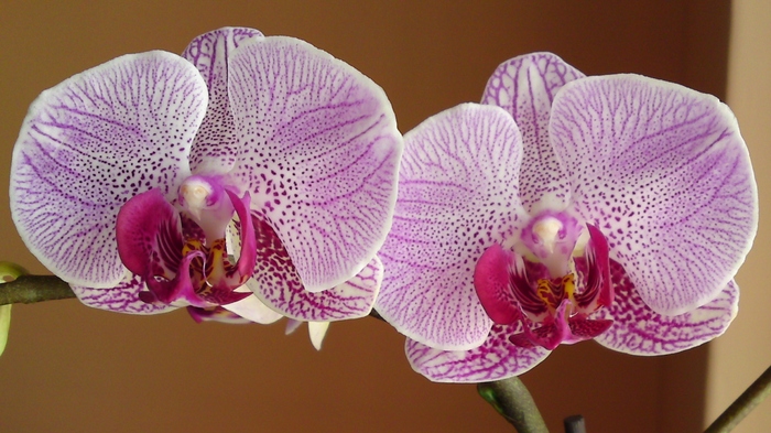  - Orhidee phalaenopsis